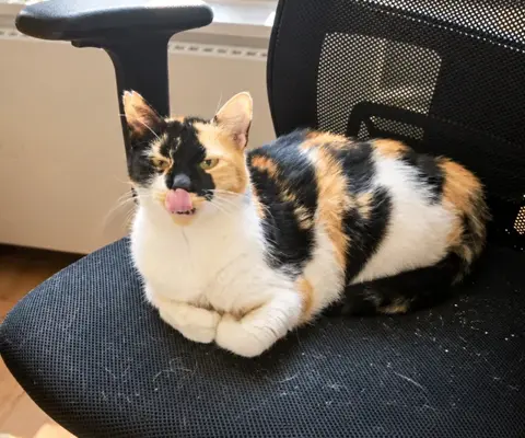Kadife