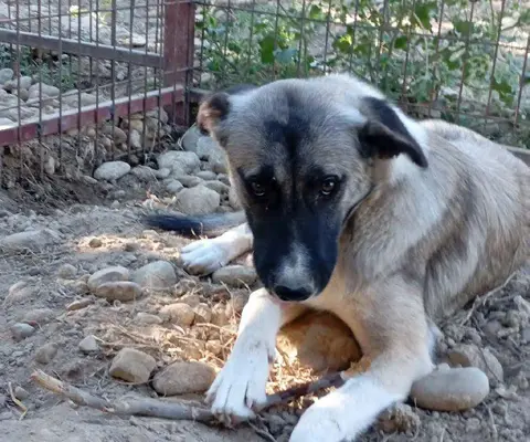 Bella (Foça 2)